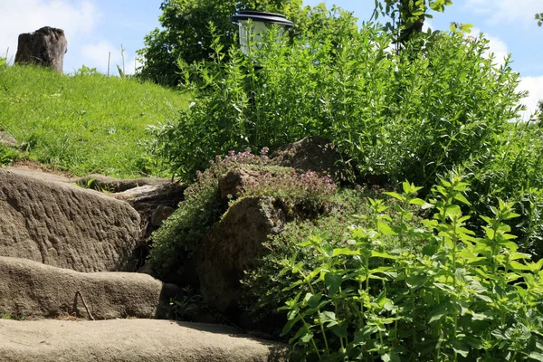 Composizione giardino con vecchie scale in pietra arenaria ed erbe aromatiche . — Foto Stock