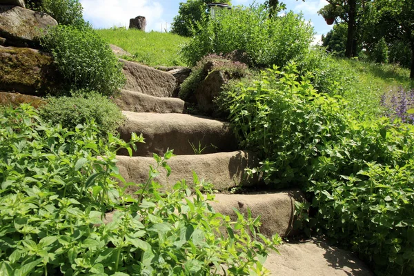 Садова композиція зі старими сходами з пісковиків та ароматичними травами . — стокове фото