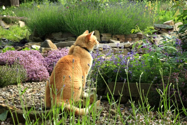 Ginger cat and catmints.