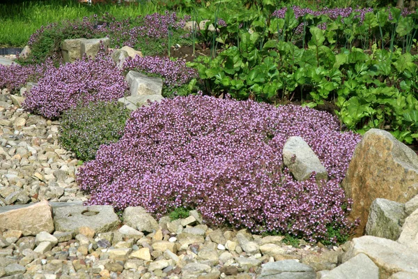 Breckland thyme in garden — Stock Photo, Image