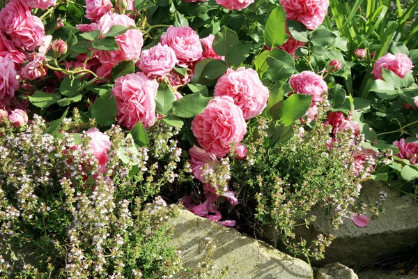 Historické Louise Odier růžové růže a levandule — Stock fotografie