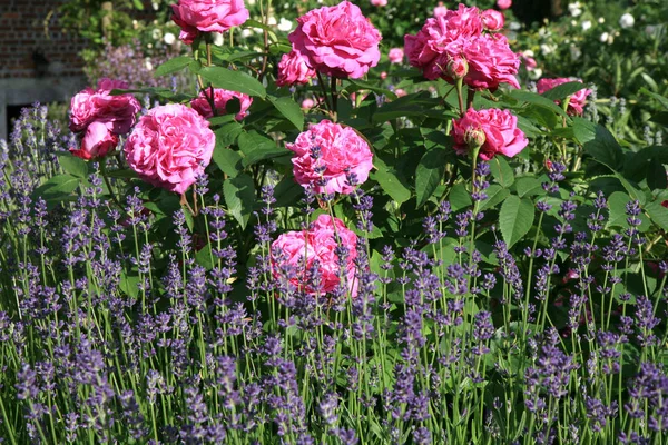 Tarihi pembe gül Louise Odier ve lavanta — Stok fotoğraf