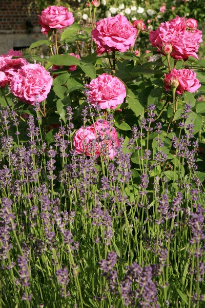 Tarihi pembe gül Louise Odier ve lavanta — Stok fotoğraf