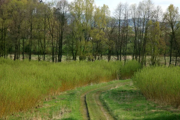 Plantation willow energy — Stock Photo, Image