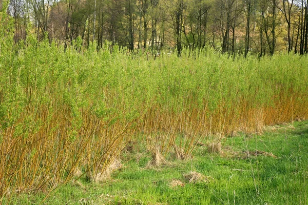 Energía de sauce de plantación —  Fotos de Stock