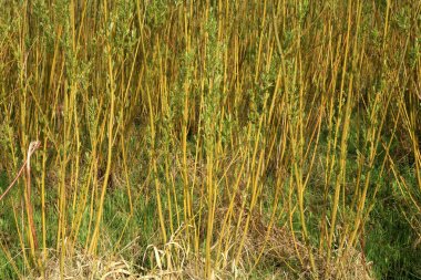 Plantation Enerji söğüt