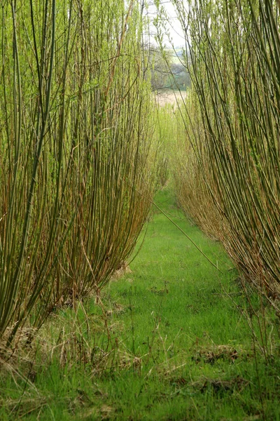 Plantation energy of willow — Stock Photo, Image