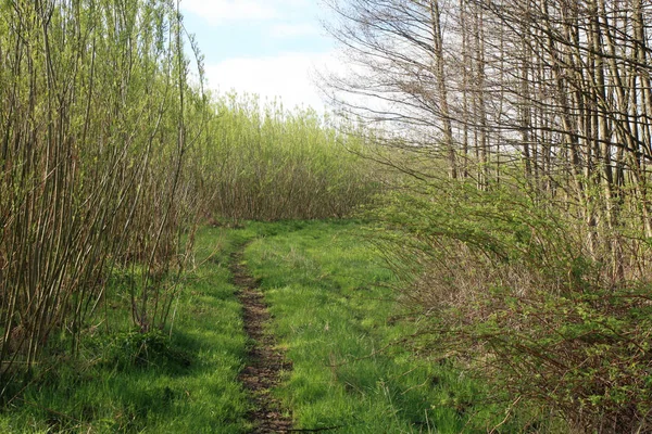 Plantation Enerji söğüt — Stok fotoğraf