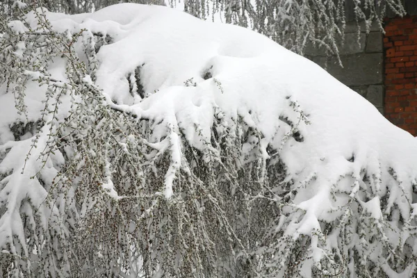 Anomalia meteorologica. Neve a maggio . — Foto Stock