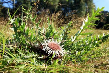 Köksüz Carline devedikeni çiçekleri (Carlina acaulis).