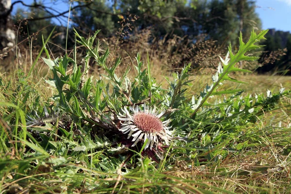 Cardo sem haste Carline (Carlina acaulis ). — Fotografia de Stock