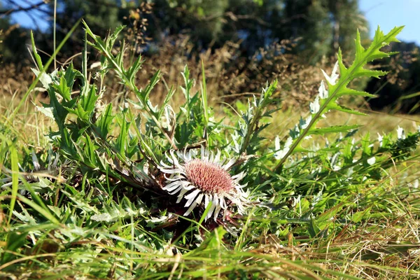 Flores de cardo carline Stemless (Carlina acaulis). — Fotografia de Stock