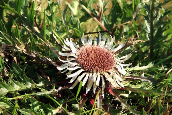 Carline Thistle sin tallo (Carlina acaulis ). — Foto de Stock