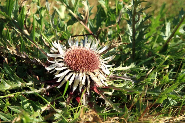 Köksüz Carline devedikeni çiçekleri (Carlina acaulis).