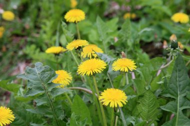 Karahindiba, karahindiba officinale,