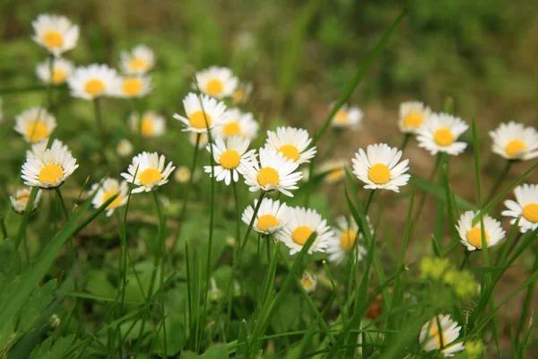 White daisy flowers — Stock Photo, Image