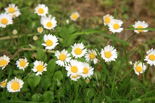 White daisy flowers — Stock Photo, Image