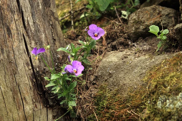 Selvagem Viola tricolor na parede de pedra — Fotografia de Stock