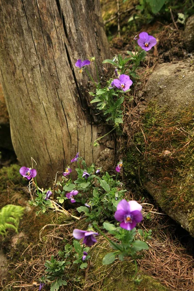 Selvagem Viola tricolor na parede de pedra — Fotografia de Stock