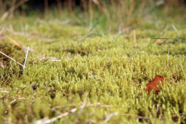 güneş ışığı altında yeşil yosun