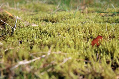 güneş ışığı altında yeşil yosun