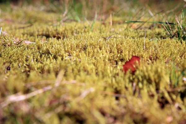 Grön mossa i solljus — Stockfoto