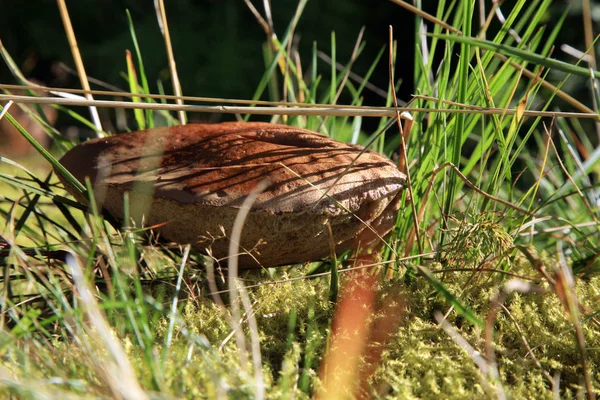 Champiñón marrón Leccinum scabrum en el prado — Foto de Stock