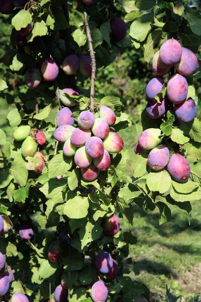 Prugna nel frutteto — Foto Stock