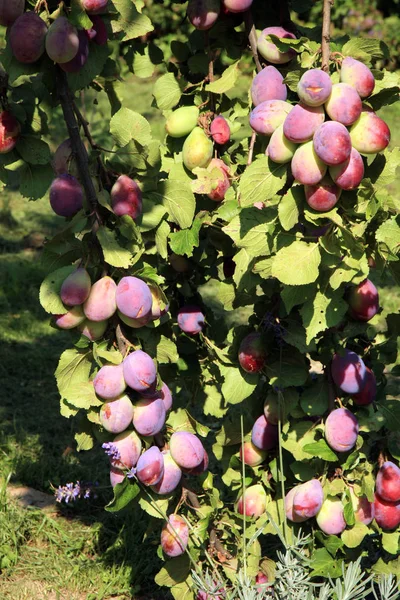 Prugna nel frutteto — Foto Stock