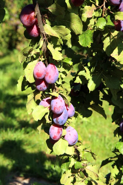 Prugna nel frutteto — Foto Stock