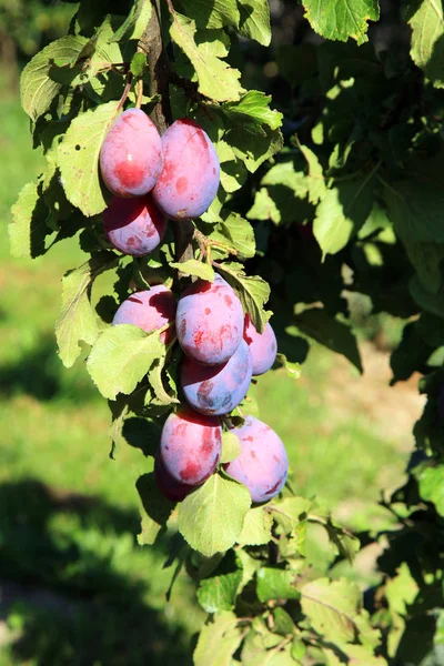 Prugna nel frutteto — Foto Stock