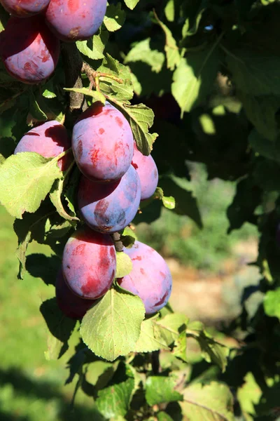 Prugna nel frutteto — Foto Stock