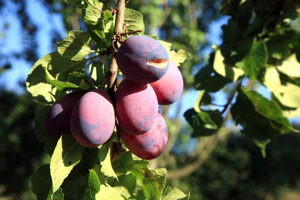 Prugna nel frutteto — Foto Stock