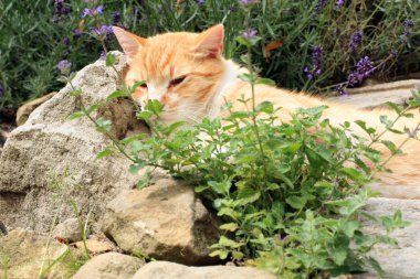 Zencefil kedi kedi otu etkisi altında. 