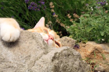 Zencefil kedi kedi otu etkisi altında. 