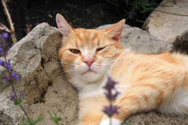 Zencefil kedi kedi otu etkisi altında. 