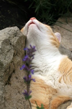 Zencefil kedi kedi otu etkisi altında. 