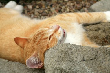 Zencefil kedi kedi otu etkisi altında. 