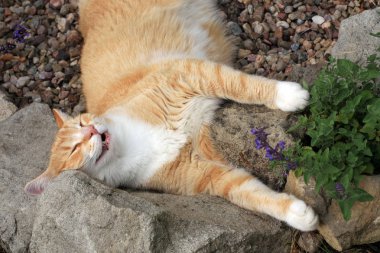 Zencefil kedi kedi otu etkisi altında. 