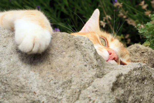 Ginger cat under inflytande av kattmynta. — Stockfoto