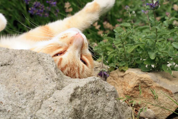 Ginger γάτα κάτω από την επιρροή του catnip. — Φωτογραφία Αρχείου