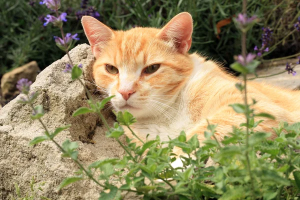 Gatto allo zenzero sotto l'influenza di erba gatta . — Foto Stock