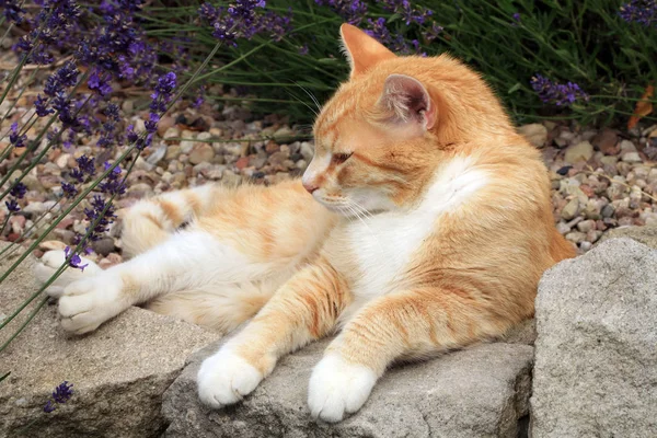 Gember kat onder invloed van catnip. — Stockfoto