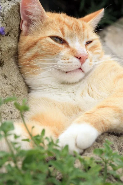 Рыжая кошка под влиянием кошачьей мяты . — стоковое фото