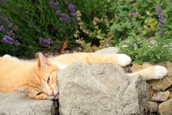Zencefil kedi kedi otu etkisi altında. 