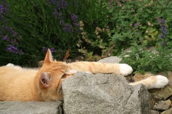 Zencefil kedi kedi otu etkisi altında. 