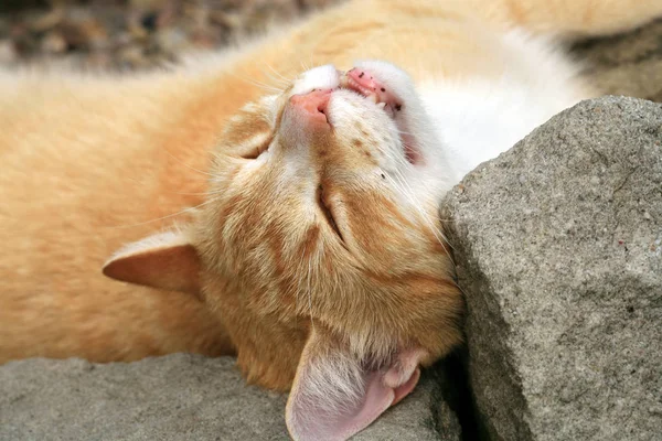 Ginger cat under the influence of catnip. — Stock Photo, Image