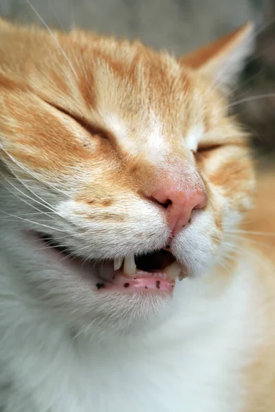 Ginger cat under the influence of catnip. — Stock Photo, Image