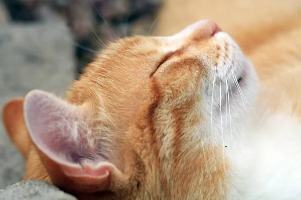 Ginger cat under the influence of catnip. — Stock Photo, Image