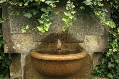 Ivy ile kaplı bir taş kase ile eski duvar Çeşmesi